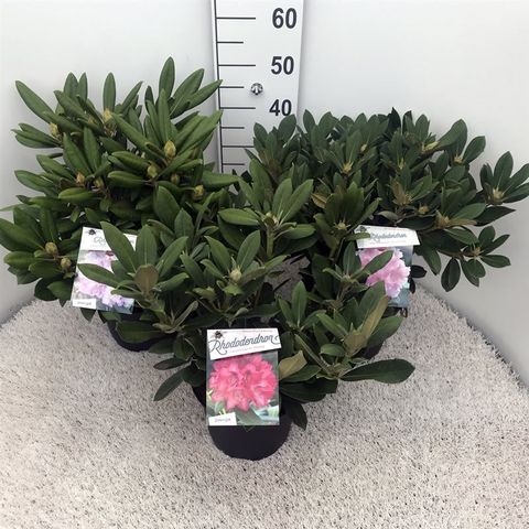 Rhododendron MIX