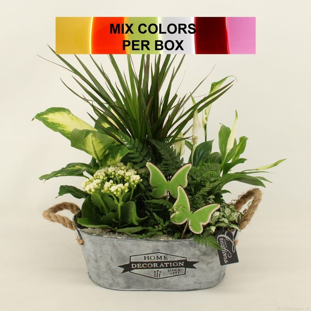 Wholesale Houseplants