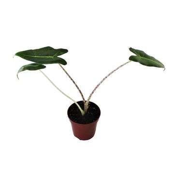 Alocasia 'Sarian'
