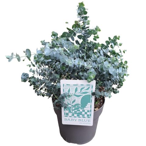 Eucalyptus pulverulenta 'Baby Blue'