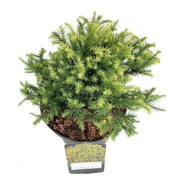 Cryptomeria japonica 'Vilmorin Gold'