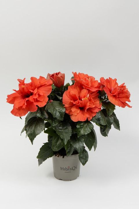 Hibiscus rosa-sinensis 'Adonicus Double Orange'