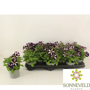Petunia GO!TUNIA LUCKY LILAC