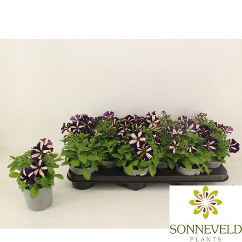 Petunia GO!TUNIA LUCKY LILAC