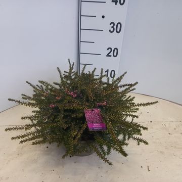 Erica x darleyensis 'Kramer's Rote'