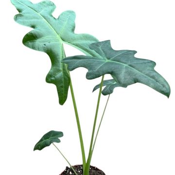 Alocasia portei