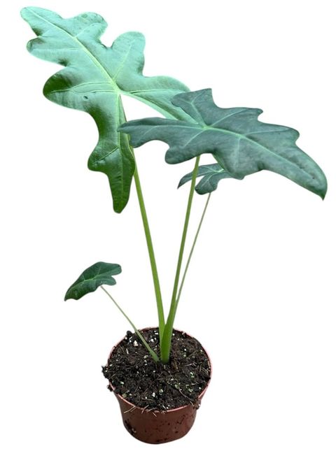 Alocasia portei