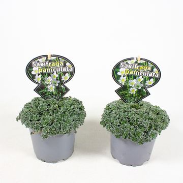 Saxifraga paniculata