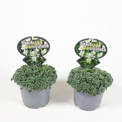 Saxifraga paniculata