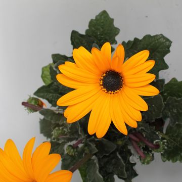 Arctotis OPERA YELLOW