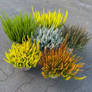 Calluna vulgaris GARDEN GIRLS SUNSET GIRLS MIX