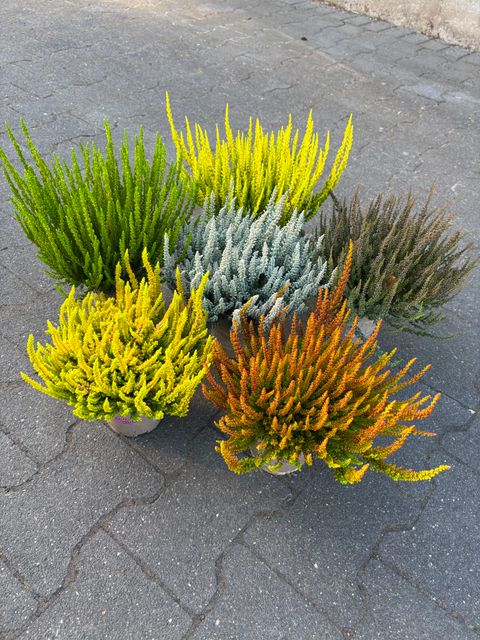 Calluna vulgaris GARDEN GIRLS SUNSET GIRLS MIX