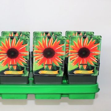 Echinacea purpurea ORANGE SHADES