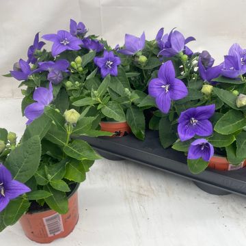 Platycodon grandiflorus POP STAR BLUE