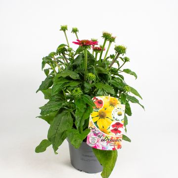 Echinacea SOMBRERO MIX