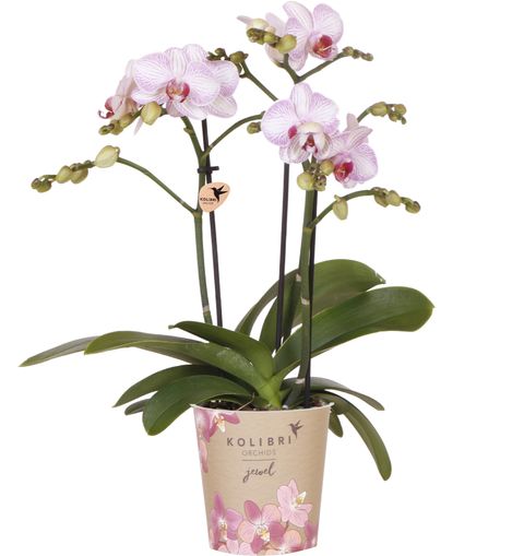 Phalaenopsis JEWEL PINK