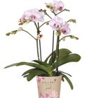 Phalaenopsis JEWEL PINK