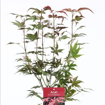 Acer palmatum 'Atropurpureum'