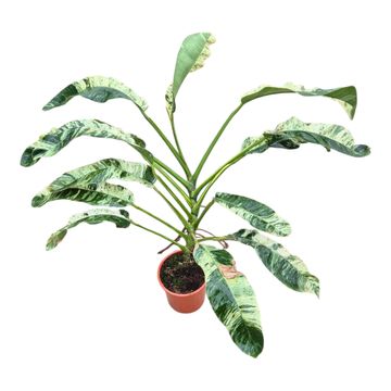 Epipremnum giganteum 'Variegata'