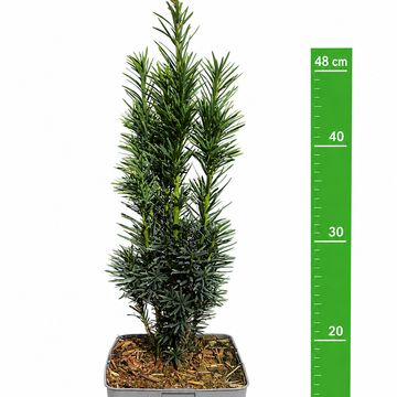 Taxus baccata 'Fastigiata Robusta'