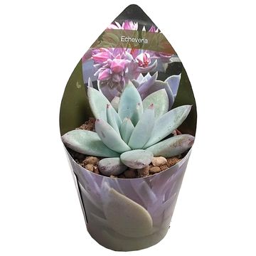 Echeveria colorata tapalpa