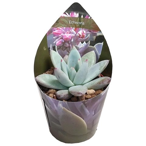 Echeveria colorata tapalpa