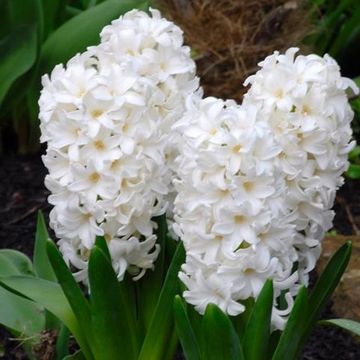 Hyacinthus Гиацинт восточный FAIRY WHITE