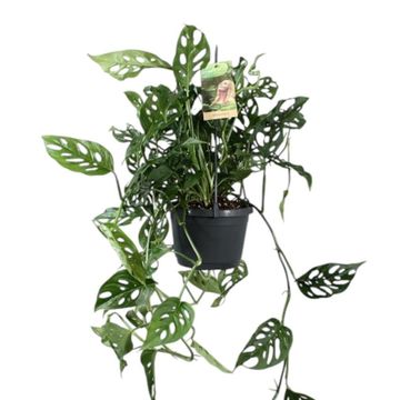 Monstera obliqua