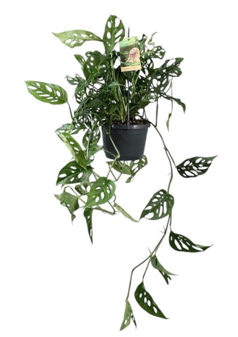 Monstera obliqua
