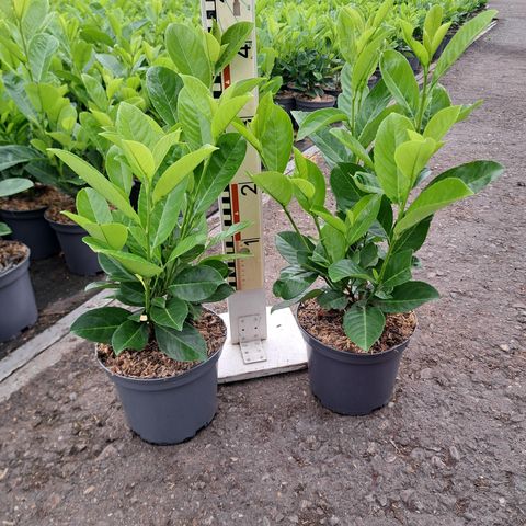 Prunus laurocerasus 'Rotundifolia'