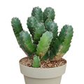 Euphorbia resinifera