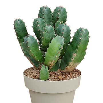 Euphorbia resinifera