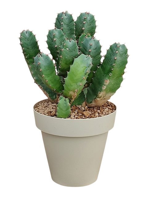 Euphorbia resinifera
