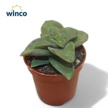 Crassula 'Springtime'