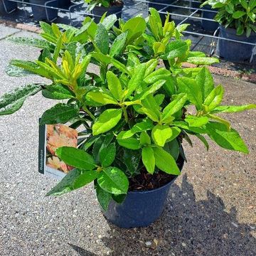 Rhododendron 'Golden Torch' (Y)