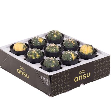 Astrophytum asterias variegata