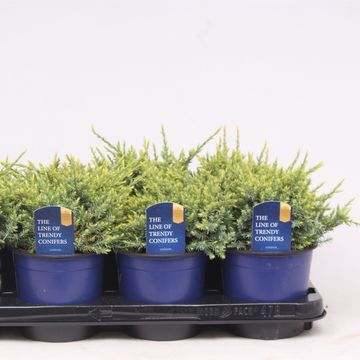 Juniperus squamata 'Holger'