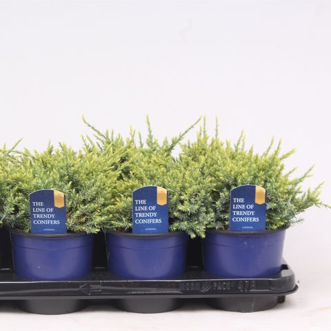 Juniperus squamata 'Holger' — Plantegrossist FlorAccess