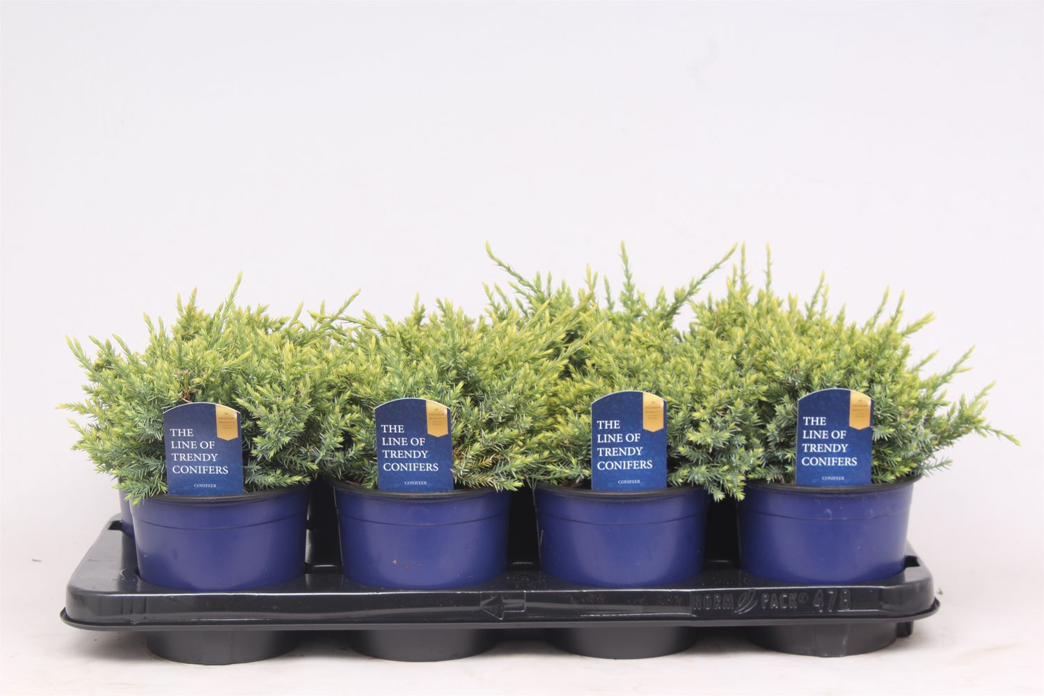 Juniperus squamata 'Holger' — Plantegrossist FlorAccess