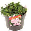 Geranium sanguineum 'Apfelblüte'