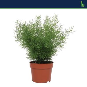 Asparagus densiflorus 'Sprengeri' (Bunnik Plants)