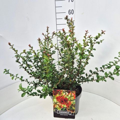 Chaenomeles x superba 'Orange Trail'