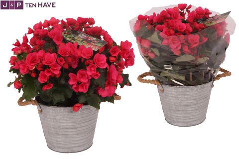 Begonia 'Betulia Pink'