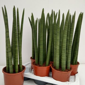 Sansevieria cylindrica 'Straight'