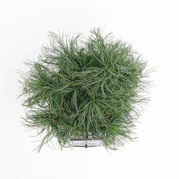 Pinus strobus 'Tiny Curls'