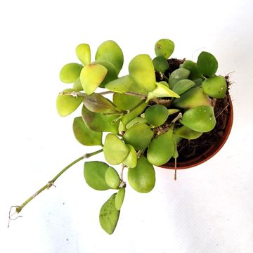 Hoya heuschkeliana