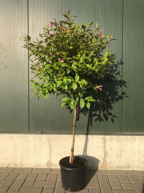 Weigela florida 'Sunny Princess'