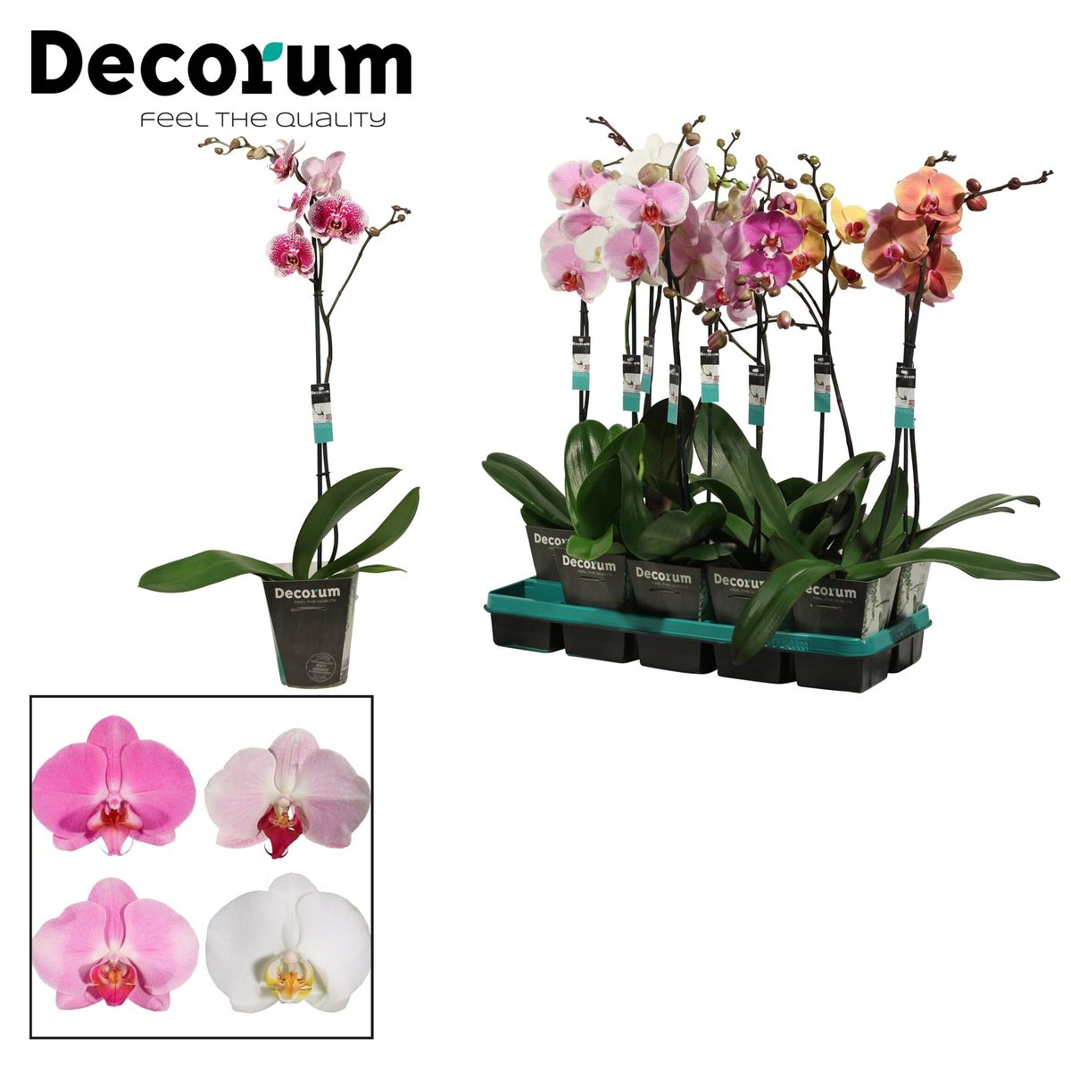 Phalaenopsis MIX (P12 cm H55 - 75 cm) – Plant Wholesale FlorAccess