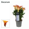 Zantedeschia 'Morning Sun'