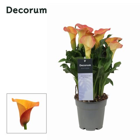 Zantedeschia 'Morning Sun'